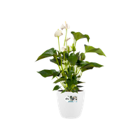 brussels round wheels 35cm white